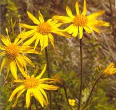 Arnica