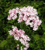 Valeriana